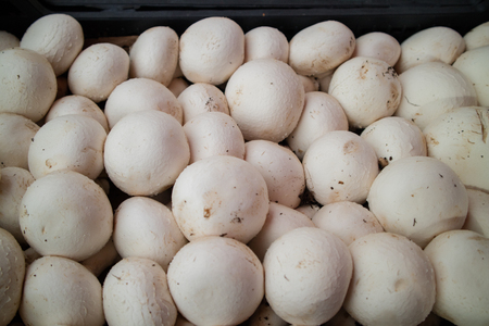White champignons. Champignon mushrooms backgroundの写真素材