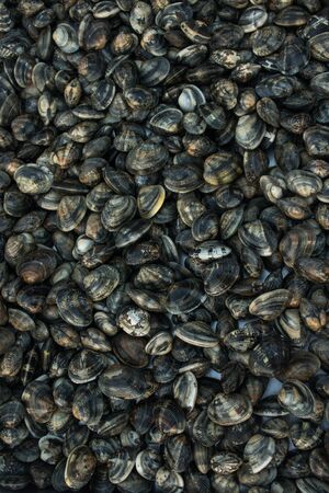 Fresh blood cockle or blood clam (Tegillarca granosa) pile background background  at seafood marketの写真素材