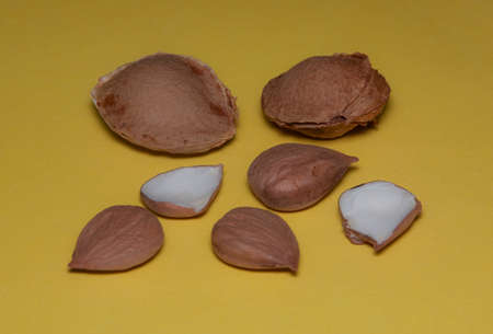 Dry apricot kernels and nutshell isolated on yellow background closeup.