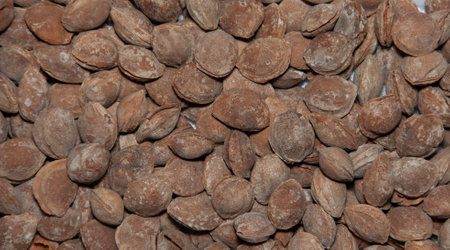 Salted apricot seeds background. Apricot bones fried with salt in ashesの写真素材