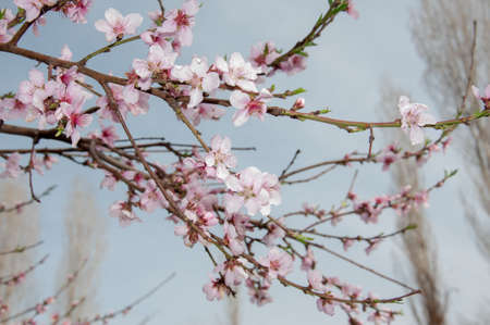 Beautiful spring pink peach flowersの写真素材