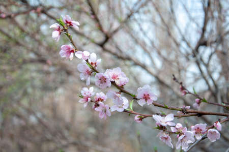 Beautiful spring pink peach flowersの写真素材