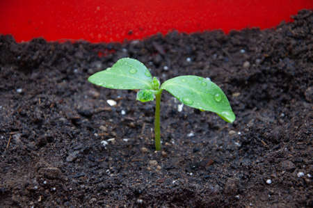 Close-up of small shiny leaves. Cucumber sproutの写真素材