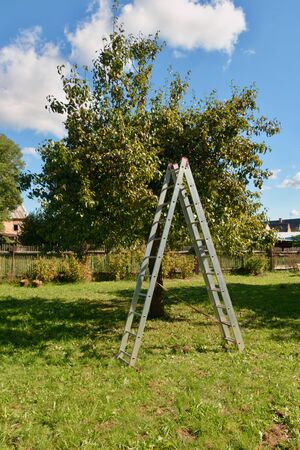 Fruit tree in front of which is built aluminum ladderの写真素材