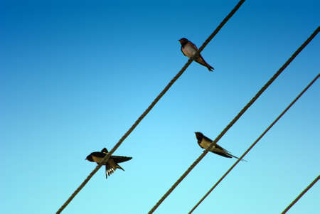 Three swallows sitting on a wireの写真素材