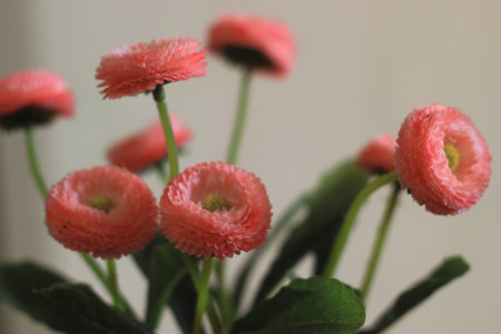 pink flowers like tulip very beutifull