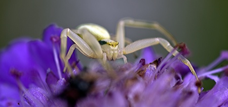 Crab spiderの写真素材