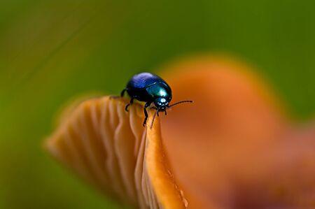 Beetle on the edge of a Mushroom