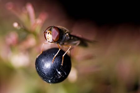 Hoverfly sitting on a black berry taking the sunの写真素材