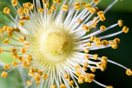 Pistil and stamen of a wild rose a spring dayの写真素材
