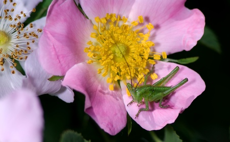 Katydid on wild rose a spring morning at Laghettiの写真素材