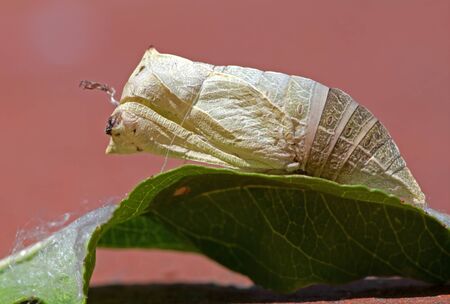 Pupa located on a leaf of peach in Italy a summar day in Augustの写真素材