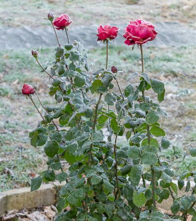 Red roses covered with frost on the street, winterの写真素材