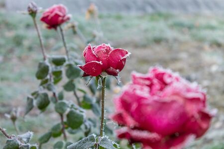 Red roses covered with frost on the street, winterの写真素材