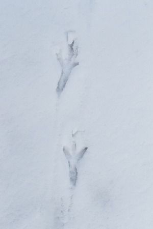 Crow left tracks in the snow in winter. 2 track crows.の写真素材