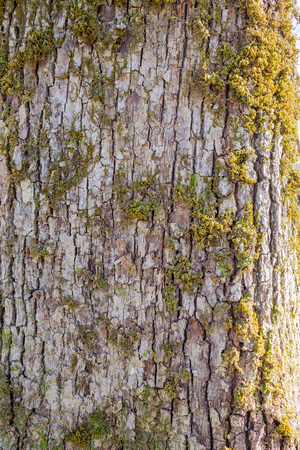 Lichen on a tree trunk. Moss on the old trunk.の写真素材