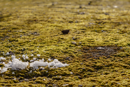 Moss on the asphalt. Moss in the sun. Lichen on the ground. Moss for background.の写真素材