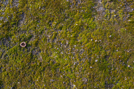 Moss on the asphalt. Moss in the sun. Lichen on the ground. Moss for background.の写真素材