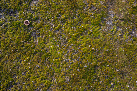 Moss on the asphalt. Moss in the sun. Lichen on the ground. Moss for background.の写真素材