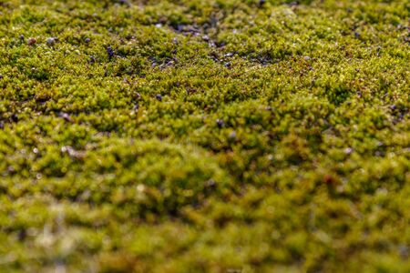 Moss on the asphalt. Moss in the sun. Lichen on the ground. Moss for background.の写真素材
