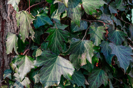 Beautiful, wild ivy on tree bark in the park. Ivy is weaving on wood.の写真素材