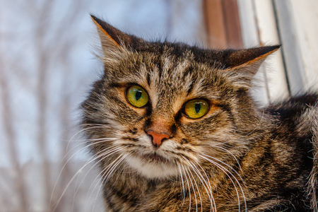 A ferocious, evil cat on the windowsill on the street. Angry, mistrustful cussing cat. The cat looks maliciously, incredulously.の写真素材