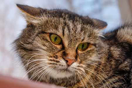 A ferocious, evil cat on the windowsill on the street. Angry, mistrustful cussing cat. The cat looks maliciously, incredulously.の写真素材