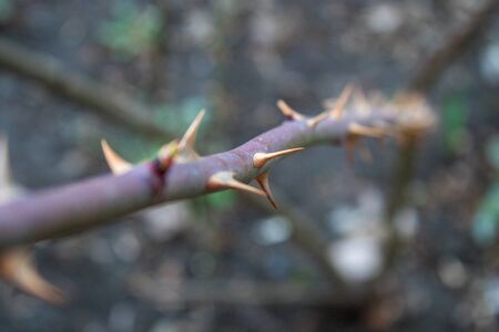 Vine of a dogrose for a backgroundの写真素材