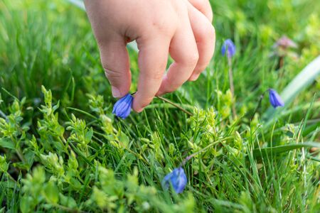 Childs hand rips yellow dandelion in the grassの写真素材