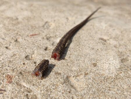 The tail of a lizard fell off and lies on a stoneの写真素材