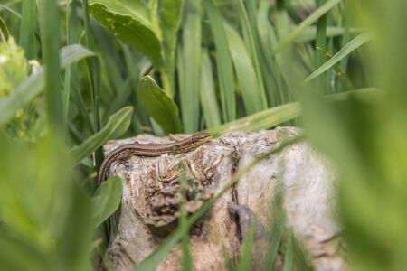 Brown lizard resting on a log among green grass, natural habitatの写真素材