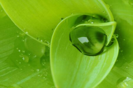 droplet in cactus leafの写真素材