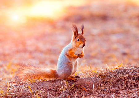 Red squirrel sitting on its hind legs