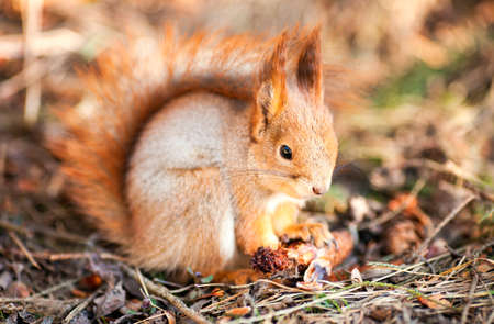 Red squirrel keeps paws bumpの写真素材