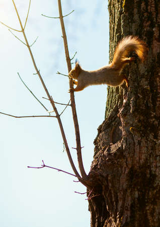 Red squirrel jumping on the branch of a tree in the parkの写真素材