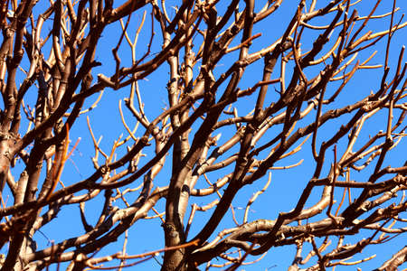 Many branches of the tree against the blue skyの写真素材