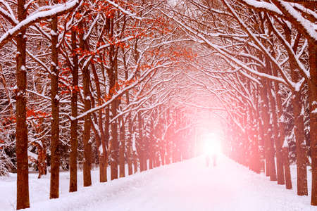 Two people are on the long avenue of trees along the winterの写真素材