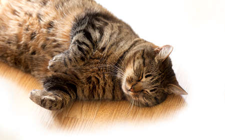 Cat sleeping on the floor lying on its sideの写真素材