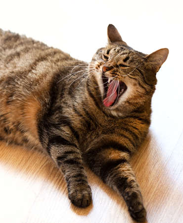 Tabby young cat lying on the floor and yawnsの写真素材