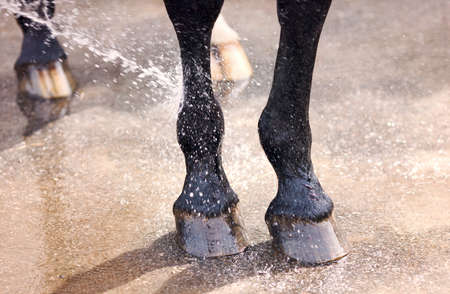 Washing of feet and hooves horse closeupの写真素材