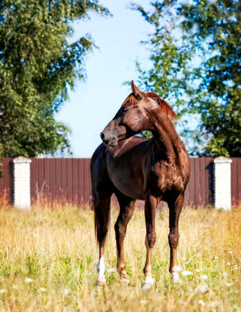 Portrait of a young brown horse, walking on the looseの写真素材