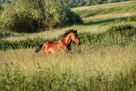 The bay horse runs gallop on the looseの写真素材