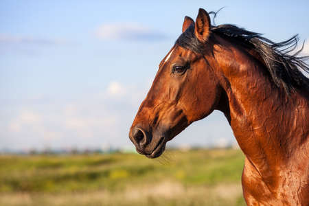 Portrait of a bay horse in the background of summer fieldの写真素材