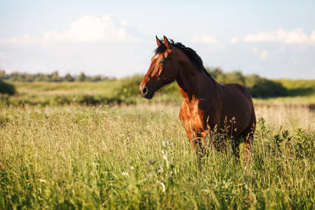 Portrait of a bay horse in the tall grassの写真素材