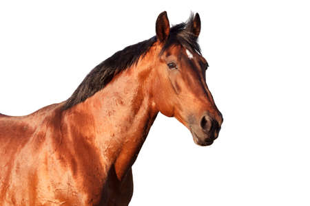Portrait of a bay horse on a white background. Horizontal.の写真素材