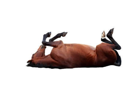 Happy bay horse lying on a white backgroundの写真素材