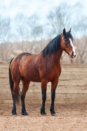 Bay horse with a white blaze in the arenaの写真素材