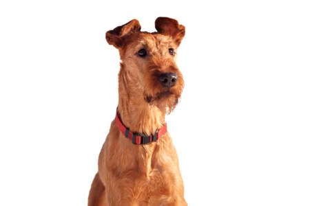 The portrait of Irish Terrier white backgroundの写真素材
