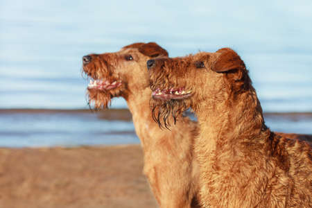 Portrait of two Irish Terriers next closeupの写真素材