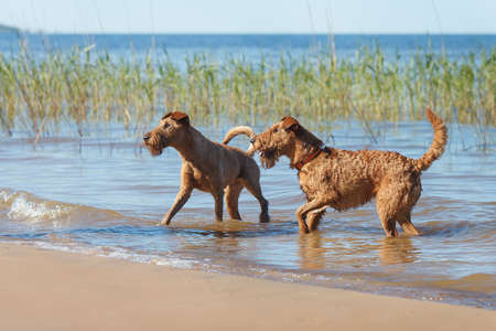 Two Irish Terriers playing together in the waterの写真素材